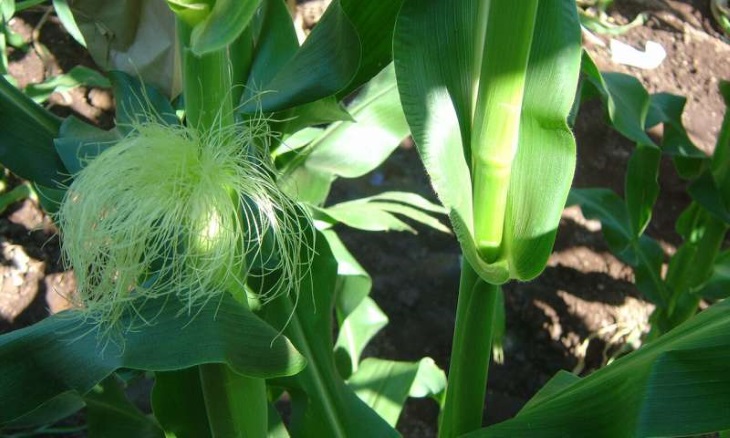 چرا گاهی ذرت محصول نمی‌دهد؟